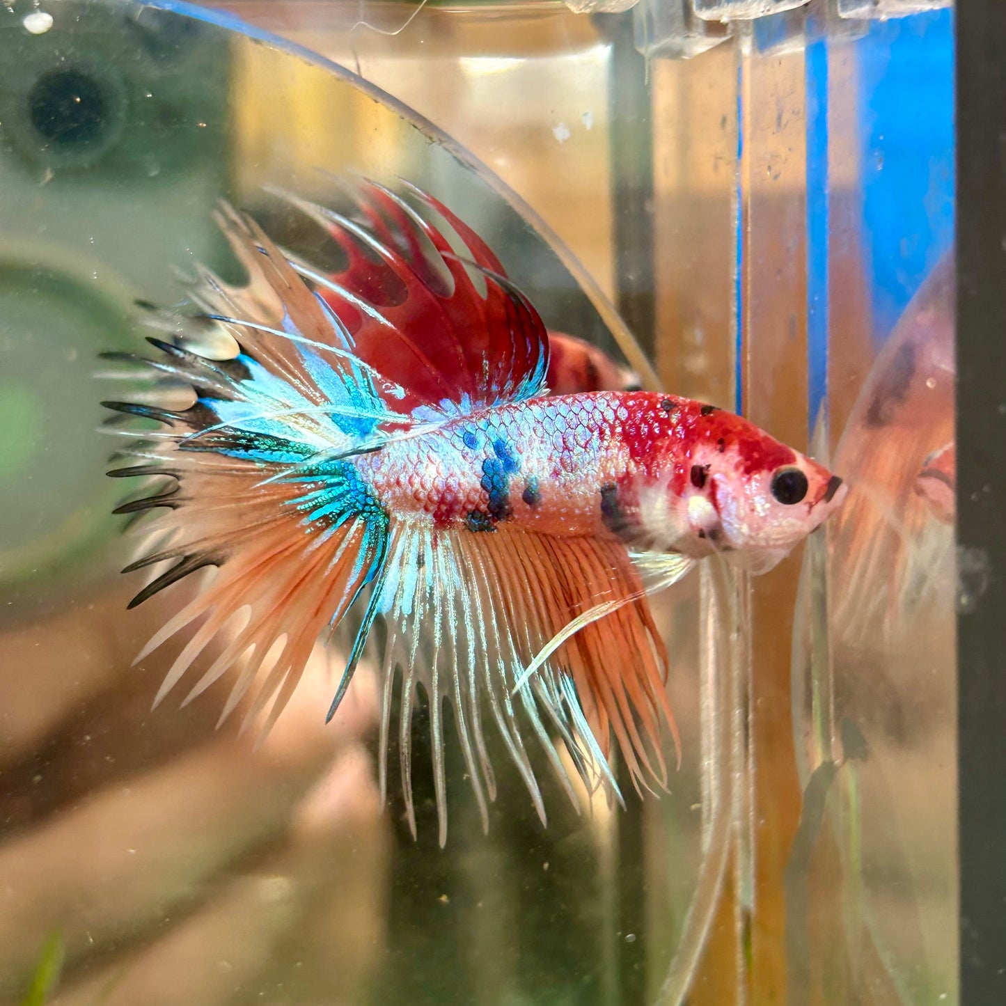 Multicolor Koi Crowntail - Male Betta 129