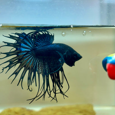 Black Orchid Crowntail - Male Betta 190