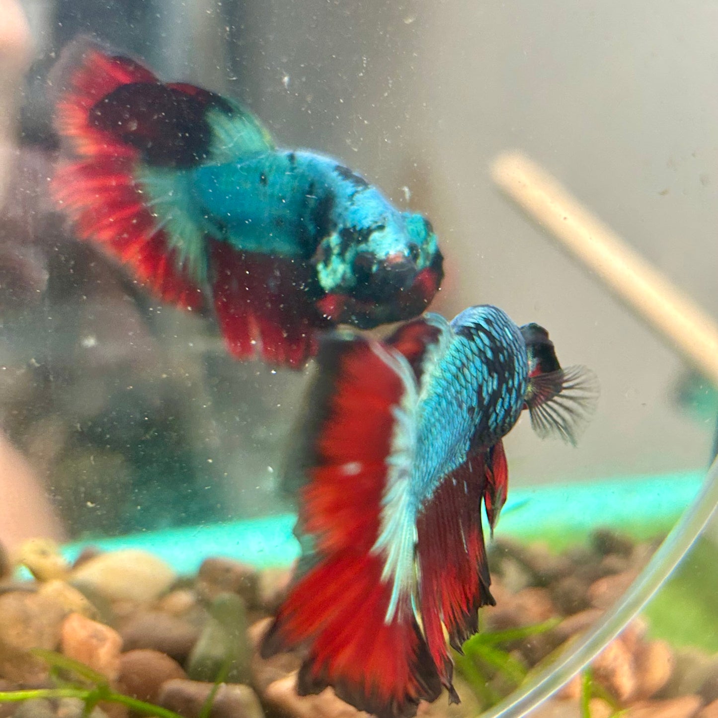 Avarta Vampire Halfmoon - Male Betta 013