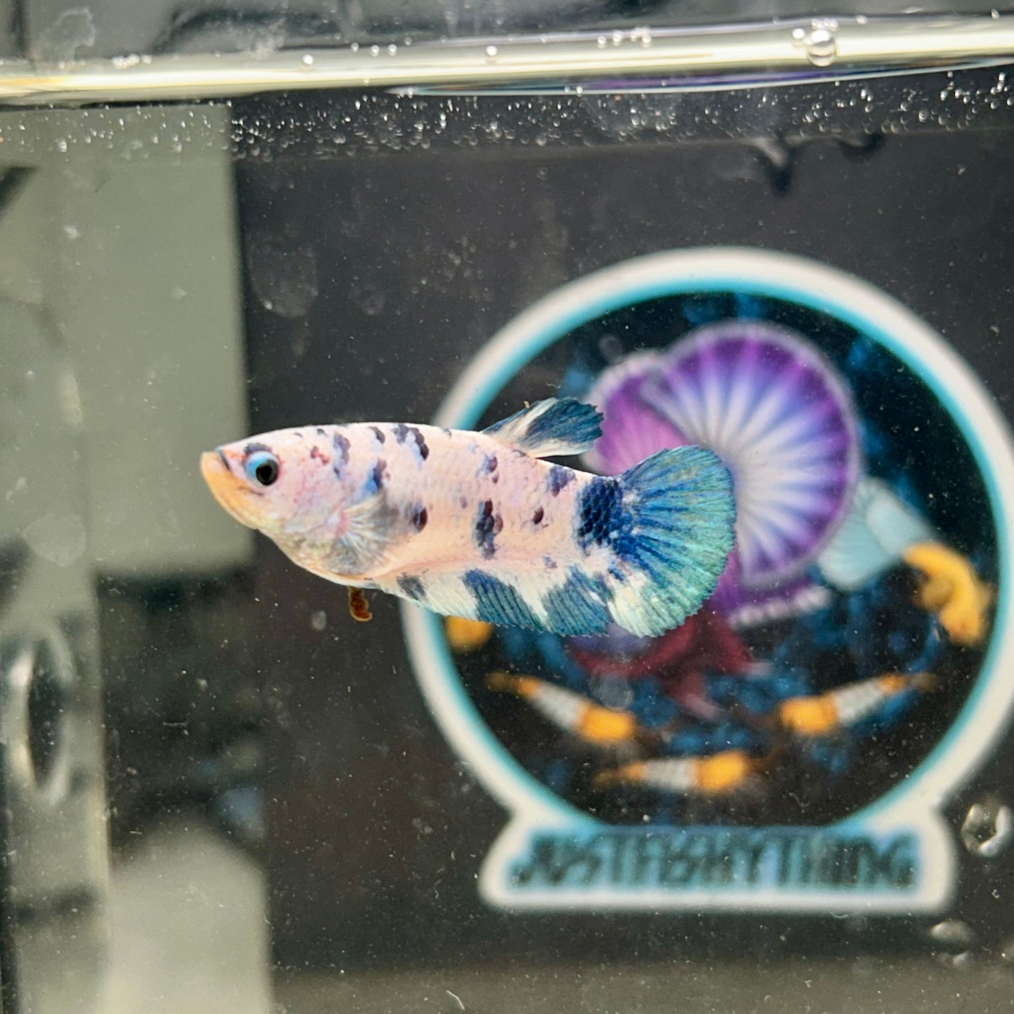 Blue Marble Plakat - Female Betta 030