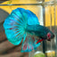 Green Turquoise Halfmoon - Male Betta 067