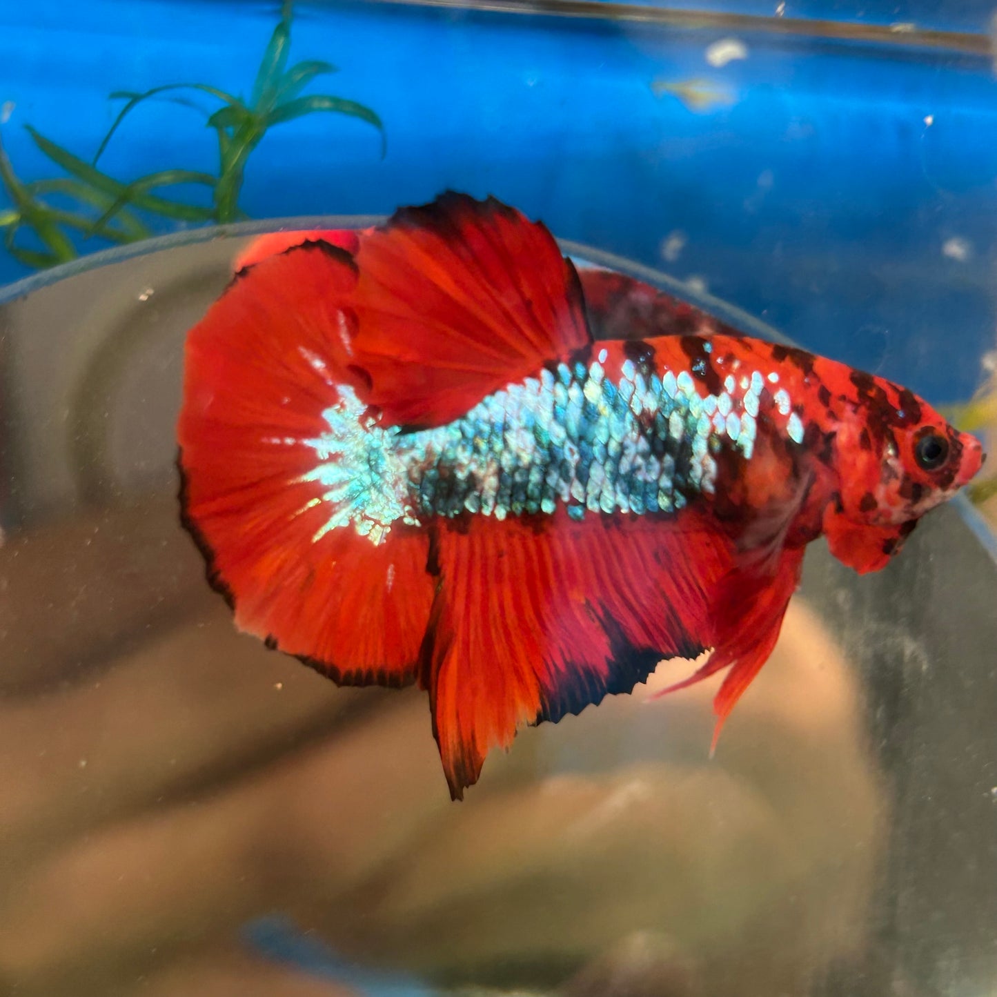 Red Tiger Plakat - Male Betta 061