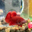 Super Red Plakat - Male Betta