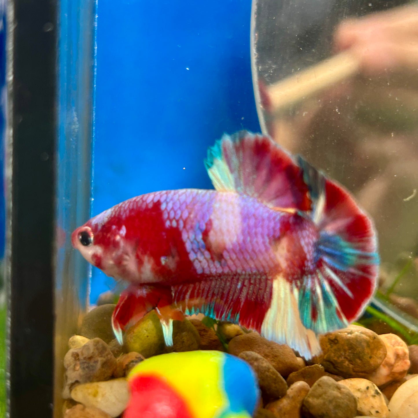 Multicolor Purple Koi Plakat - Male betta 005