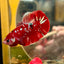 Koi Red Galaxy Gold Plakat - Male Betta 068