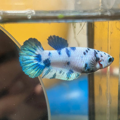 Blue Marble Dot Plakat - Female betta 114