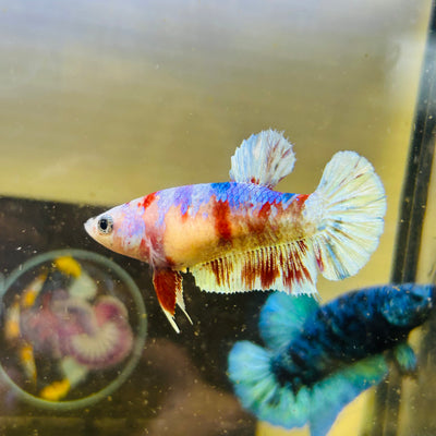 Red Barongsai Plakat - Female betta 129