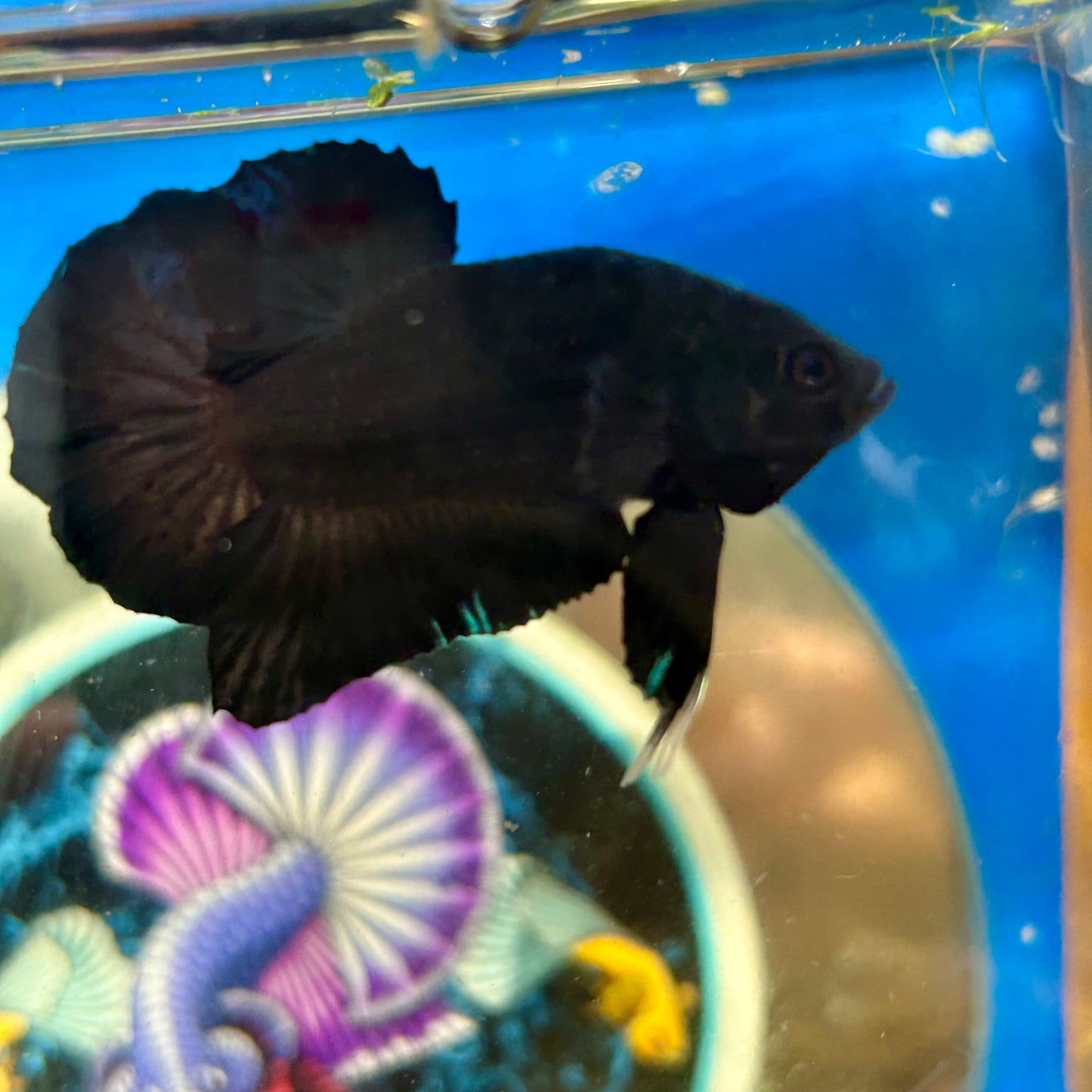 Super Black Plakat - Male Betta 100