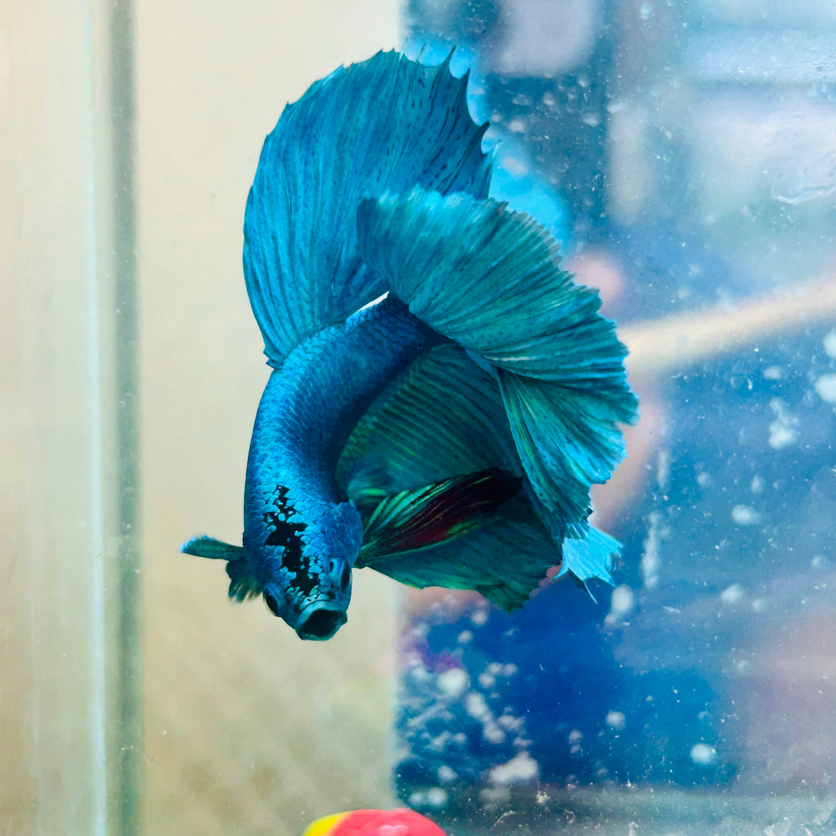 Halfmoon Green Turquoise - Male Betta #31