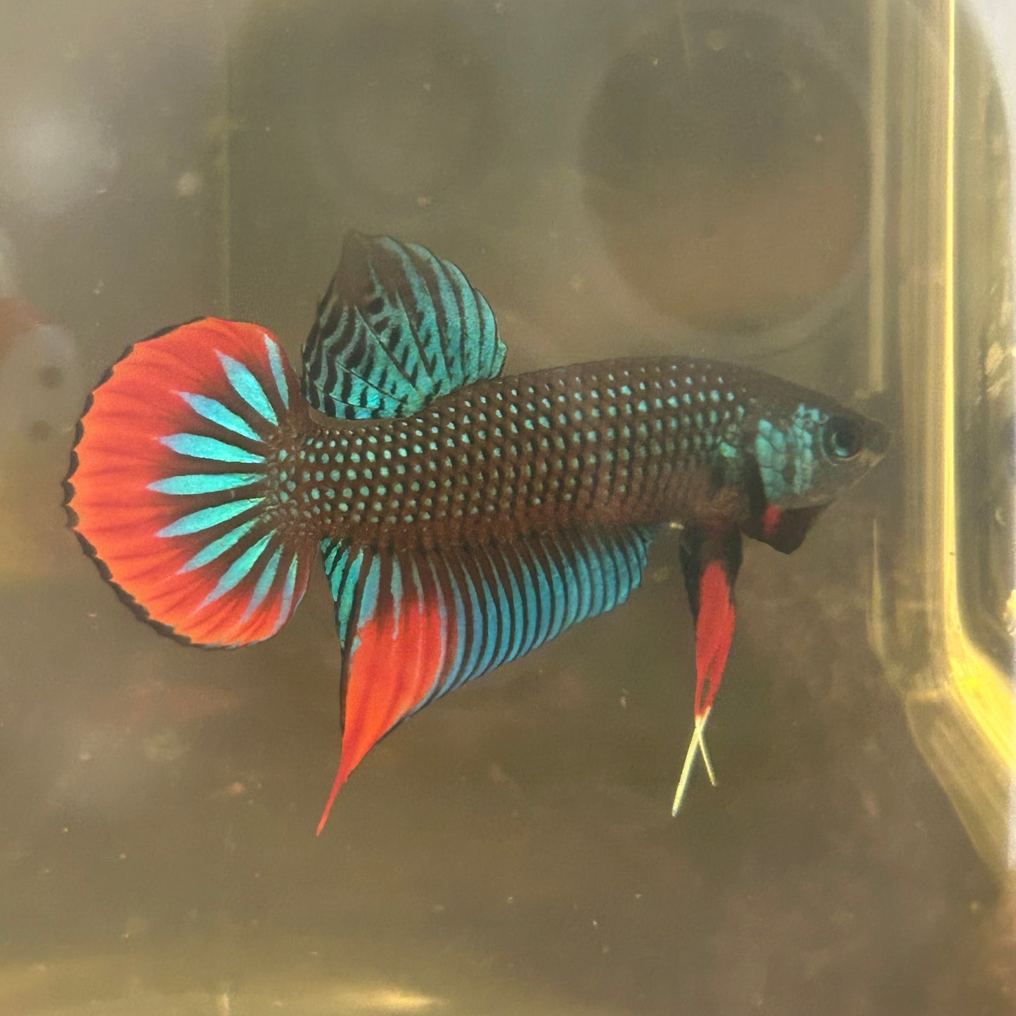 Wild Imbellis Green - Male Betta 171