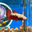 Red Samurai Plakat - Female Betta 137