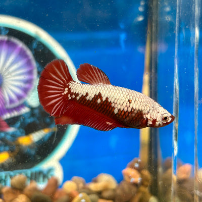 Red Samurai Plakat - Female Betta 137