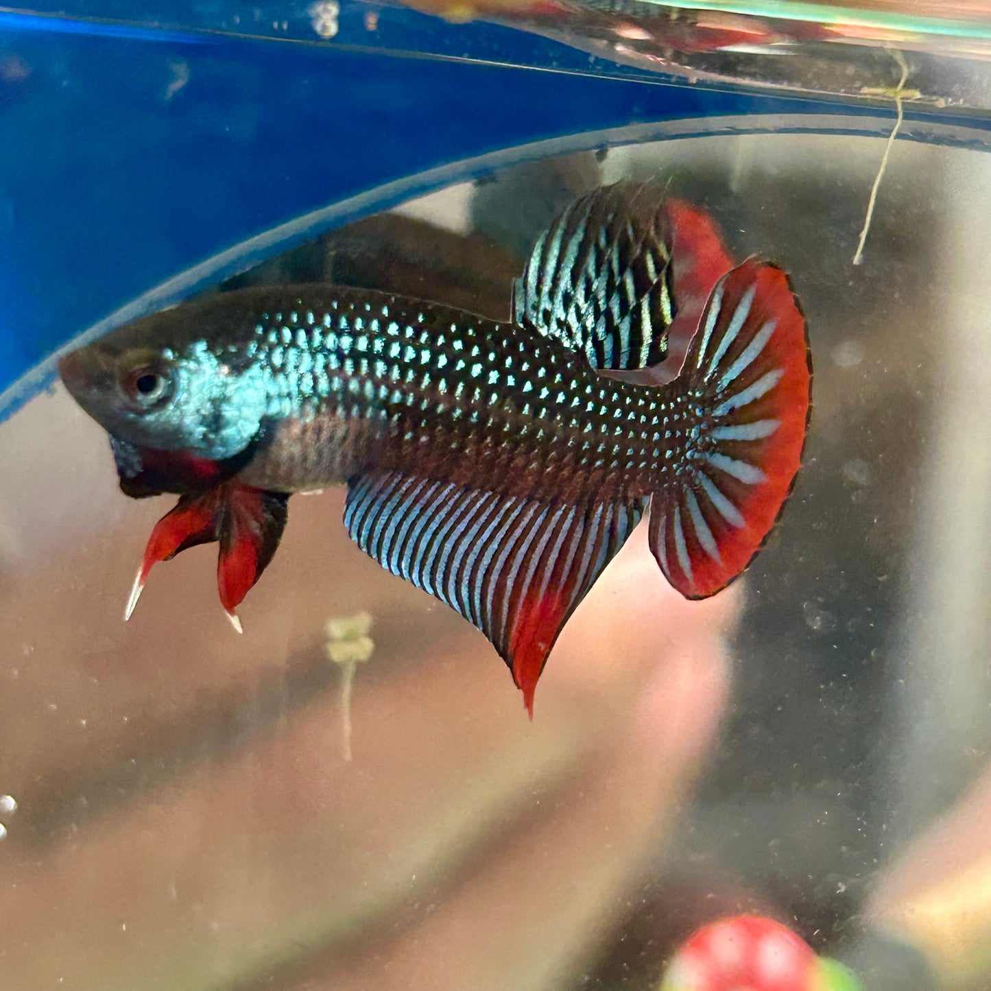 Wild Imbellis Grey - Male Betta 033