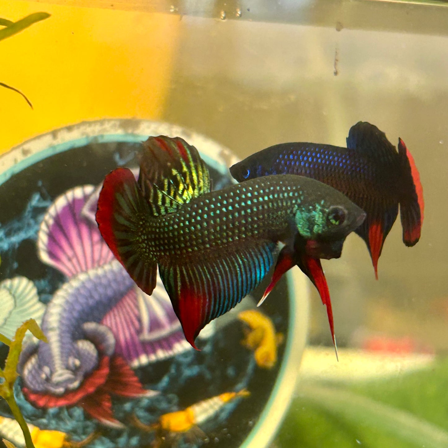 Wild Imbellis Green - Male Betta 020