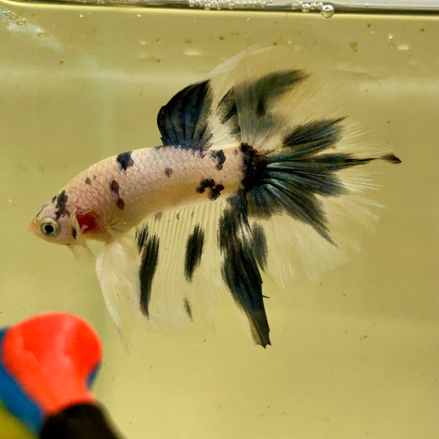 Blue Marble Halfmoon - Male Betta 148