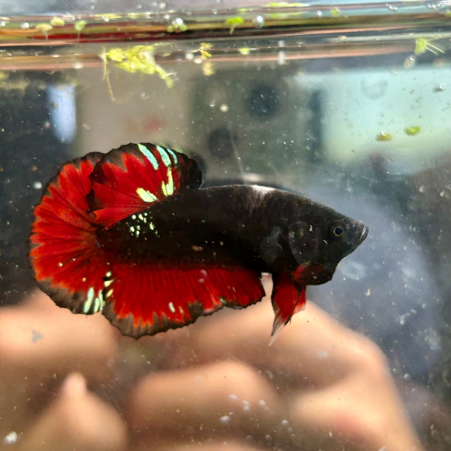 Avarta Vampire Plakat - Male Betta 083