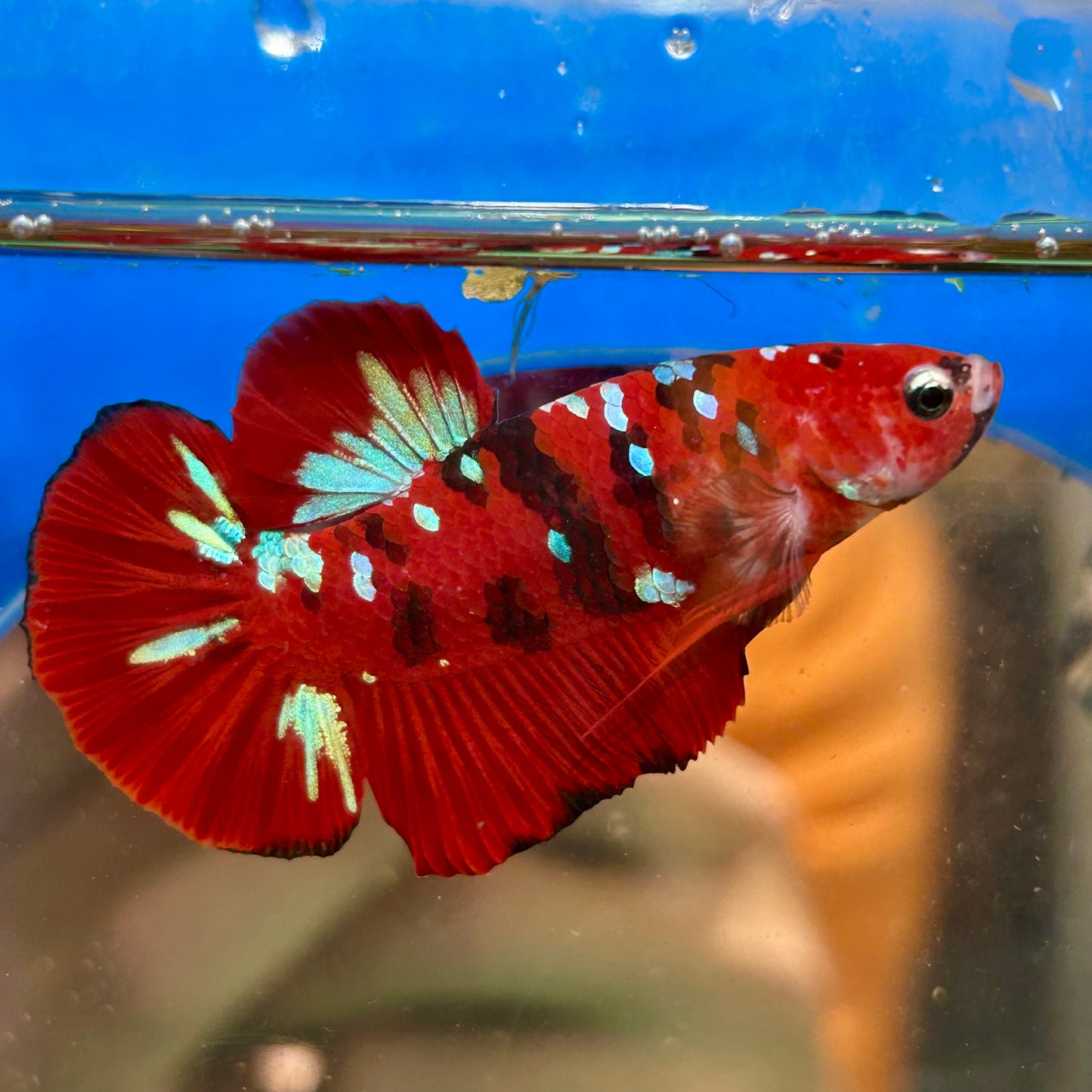 Koi Red Tiger Plakat - Male Betta 044