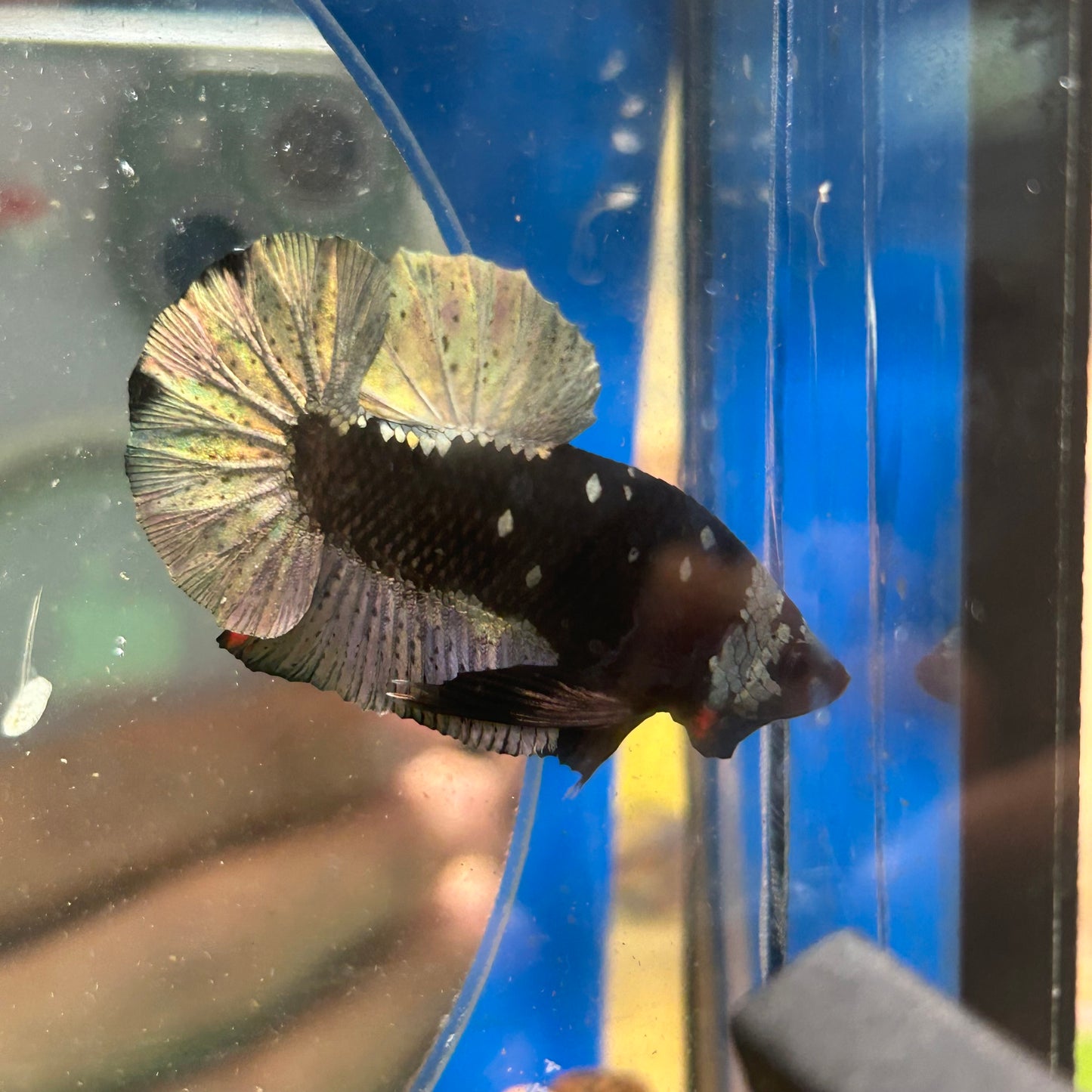 Avarta Copper Plakat - Male Betta 035