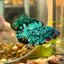 Avarta Green Plakat - Male Betta 072