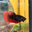 Avarta Vampire Plakat - Female Betta 065