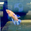 Koi Metallic Crowntail - Female Betta #N51