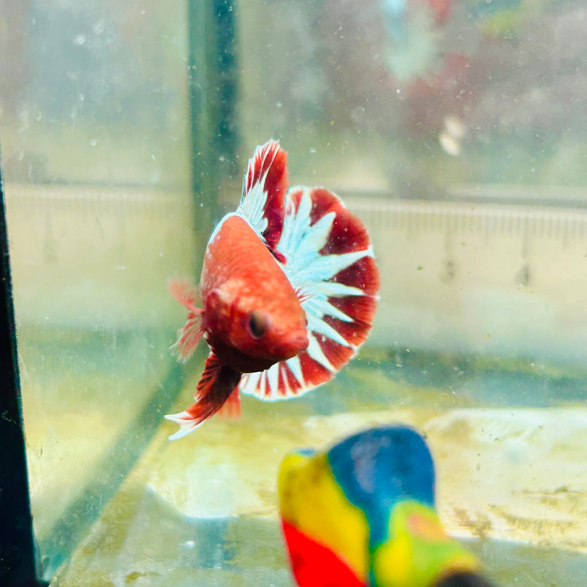 Plakat Red Fancy Copper Male Betta #124