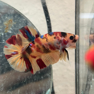 Betta Male Plakat Multicolor Nemo #N137