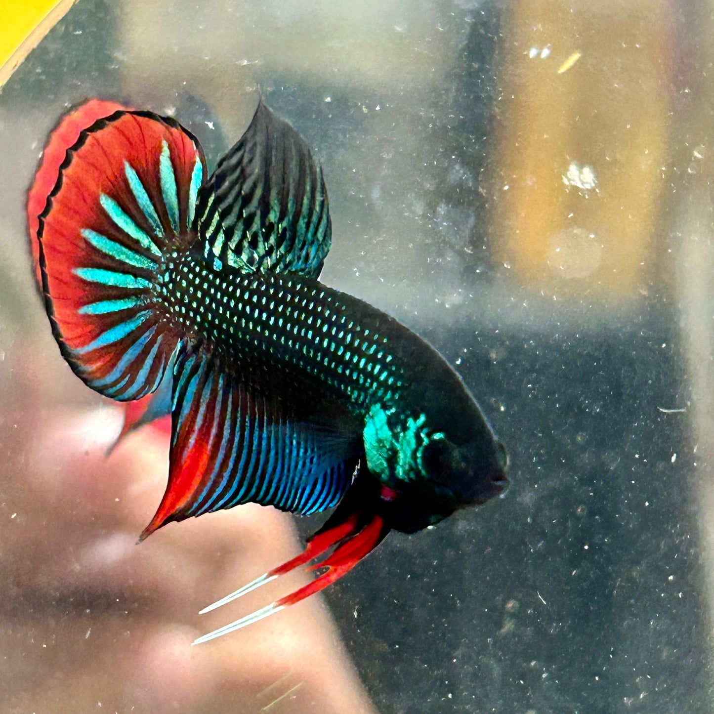 Wild Imbellis Green - Male Betta 027