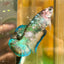 Giant Metallic Koi Plakat - Female Betta 001 BO 4cm