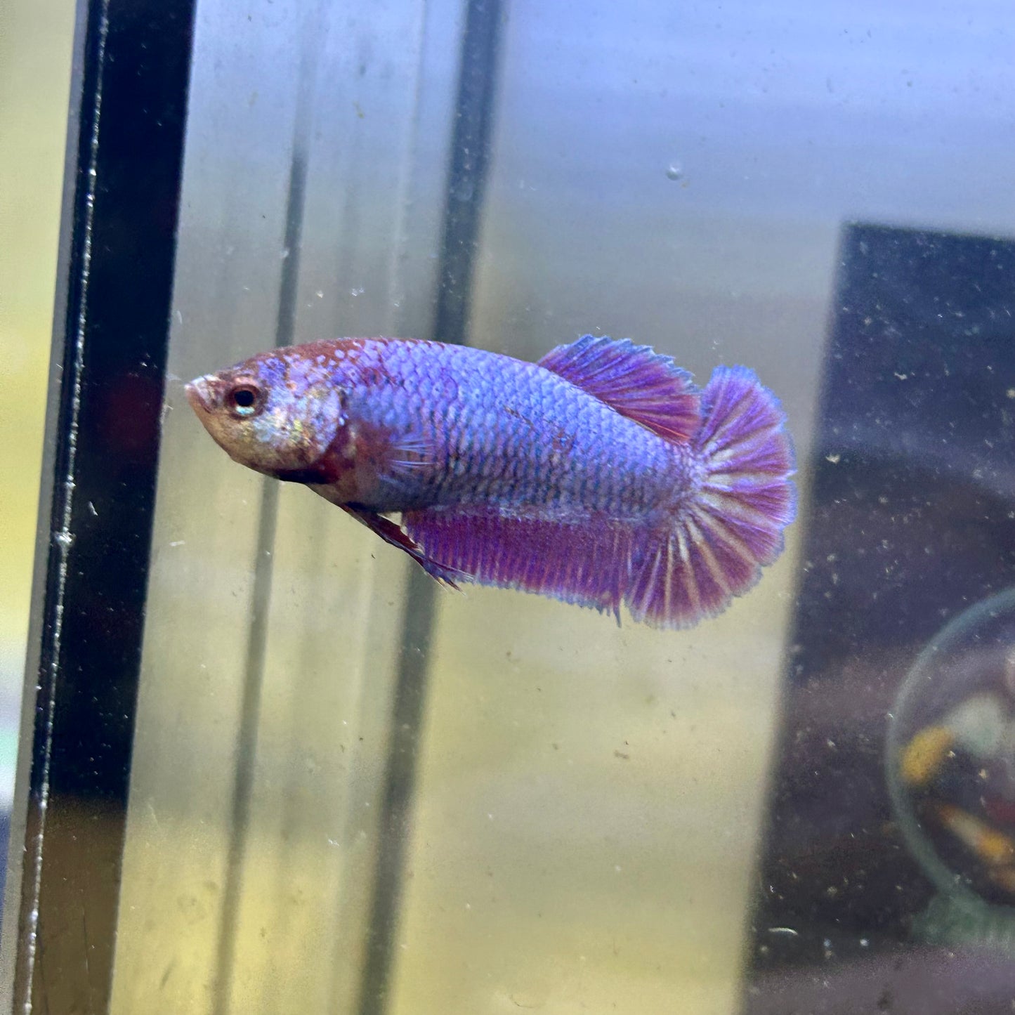 Purple Pink Plakat - Female betta 033