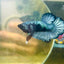Avarta Steel Gray Plakat - Male betta 087