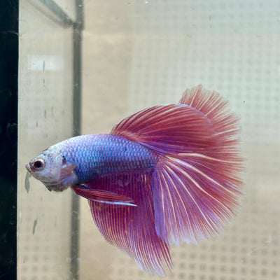 Betta Male Halfmoon Purple Pink #131