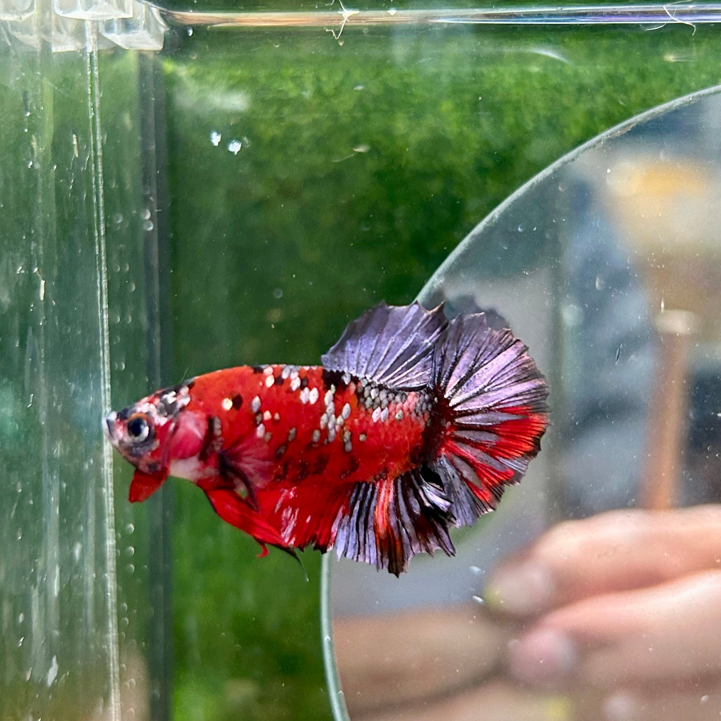 Red Copper Galaxy Plakat - Male Betta 118