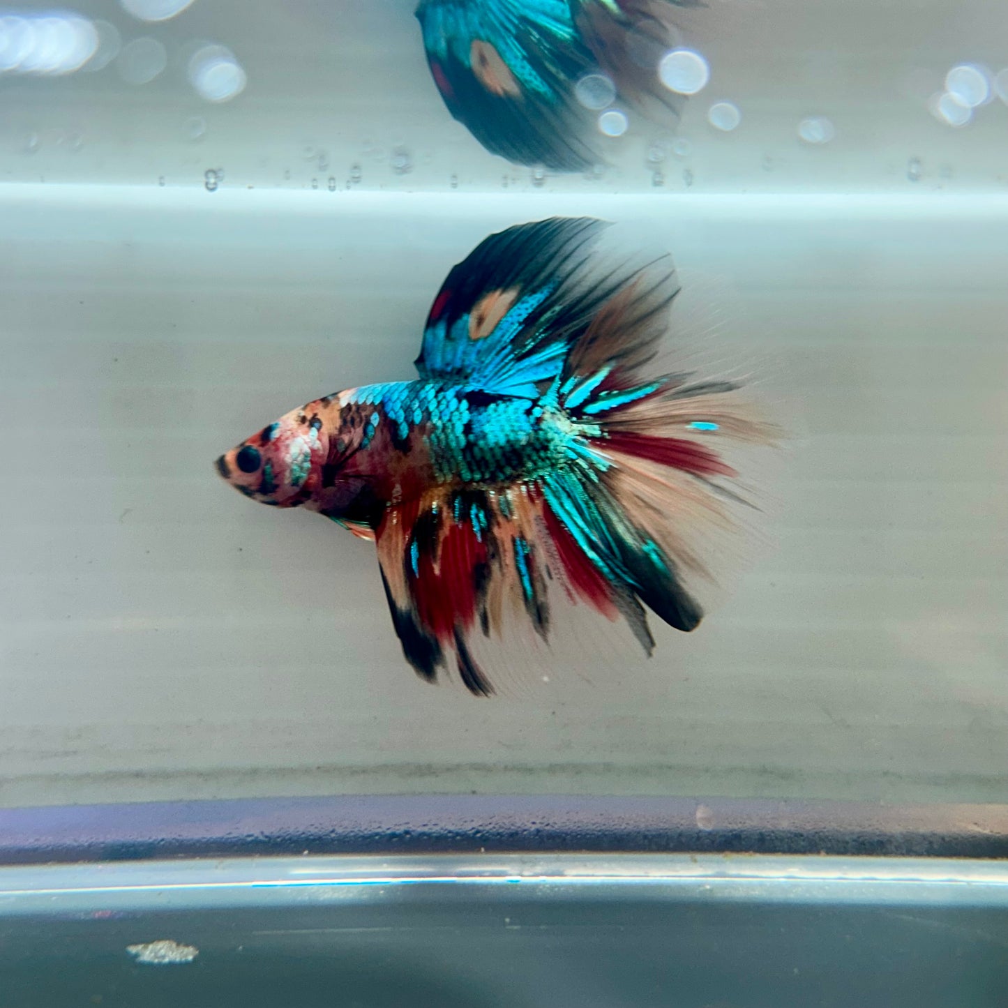 Multicolor Koi Halfmoon - Male Betta 114