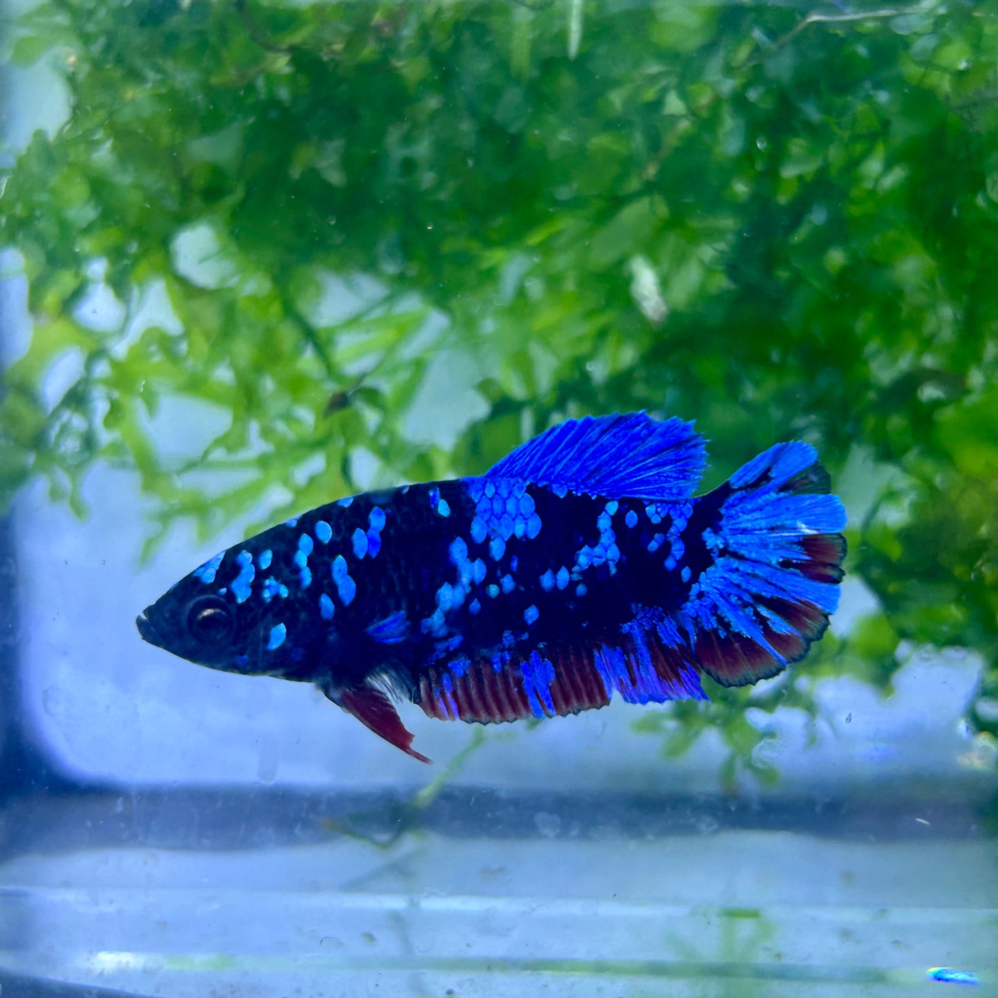 Betta Avarta Nebula Female Plakat Black #174