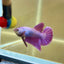 Purple Pink Plakat- Male Betta 043