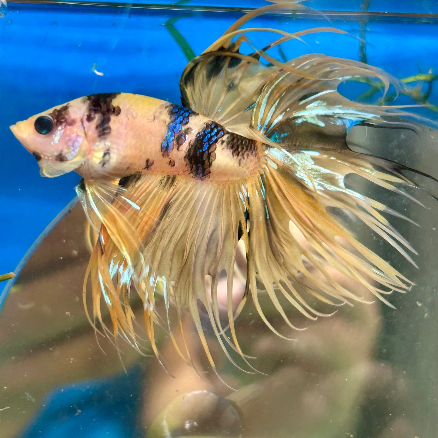 Tiger Koi Crowntail - Male Betta 091