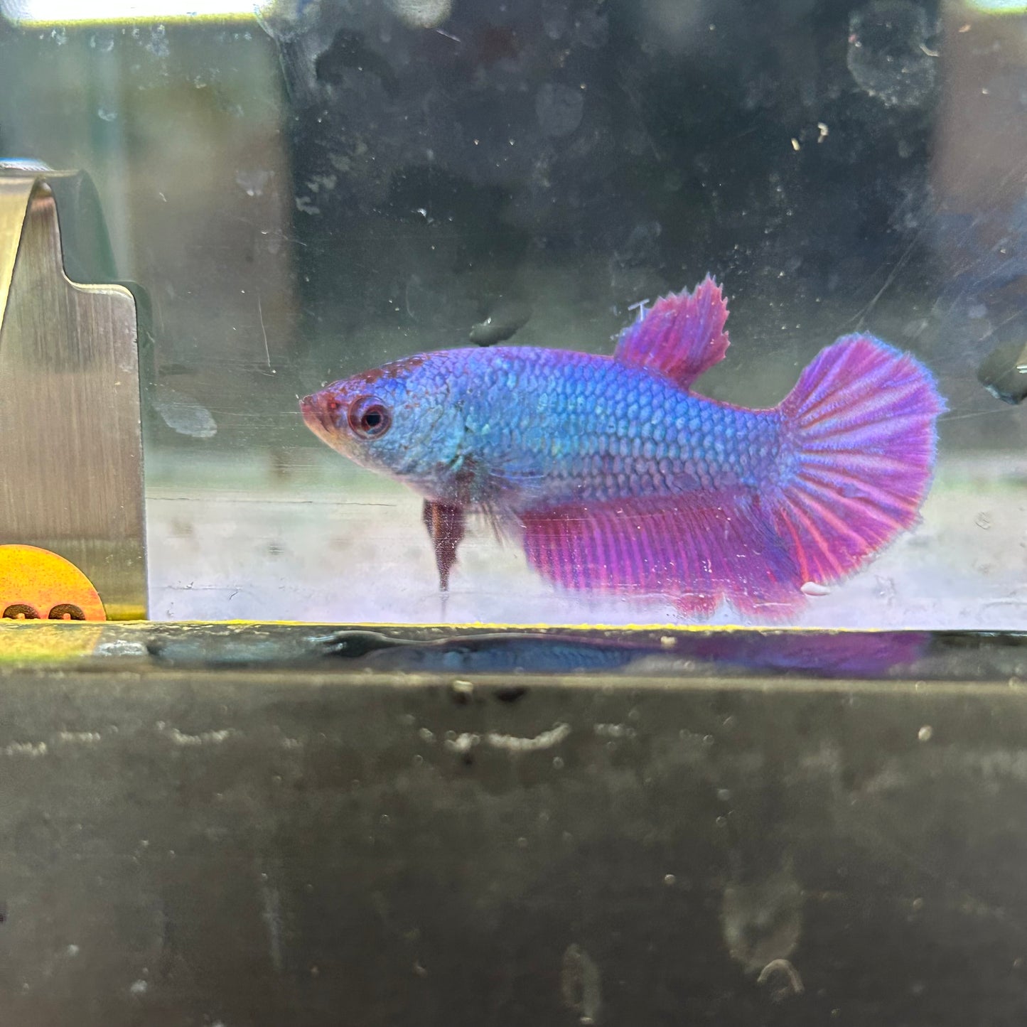 Purple Pink Halfmoon - Female Betta 200