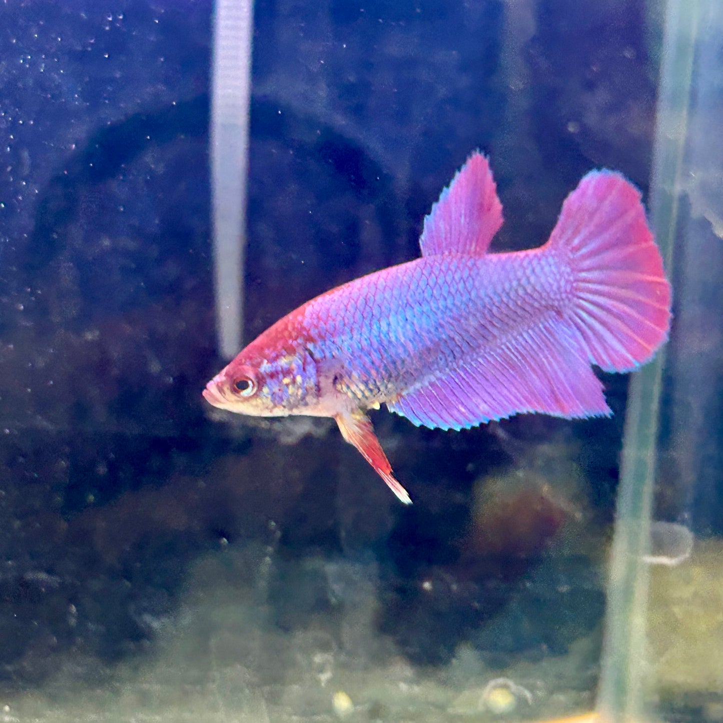 Purple Pink Halfmoon - Female Betta 187