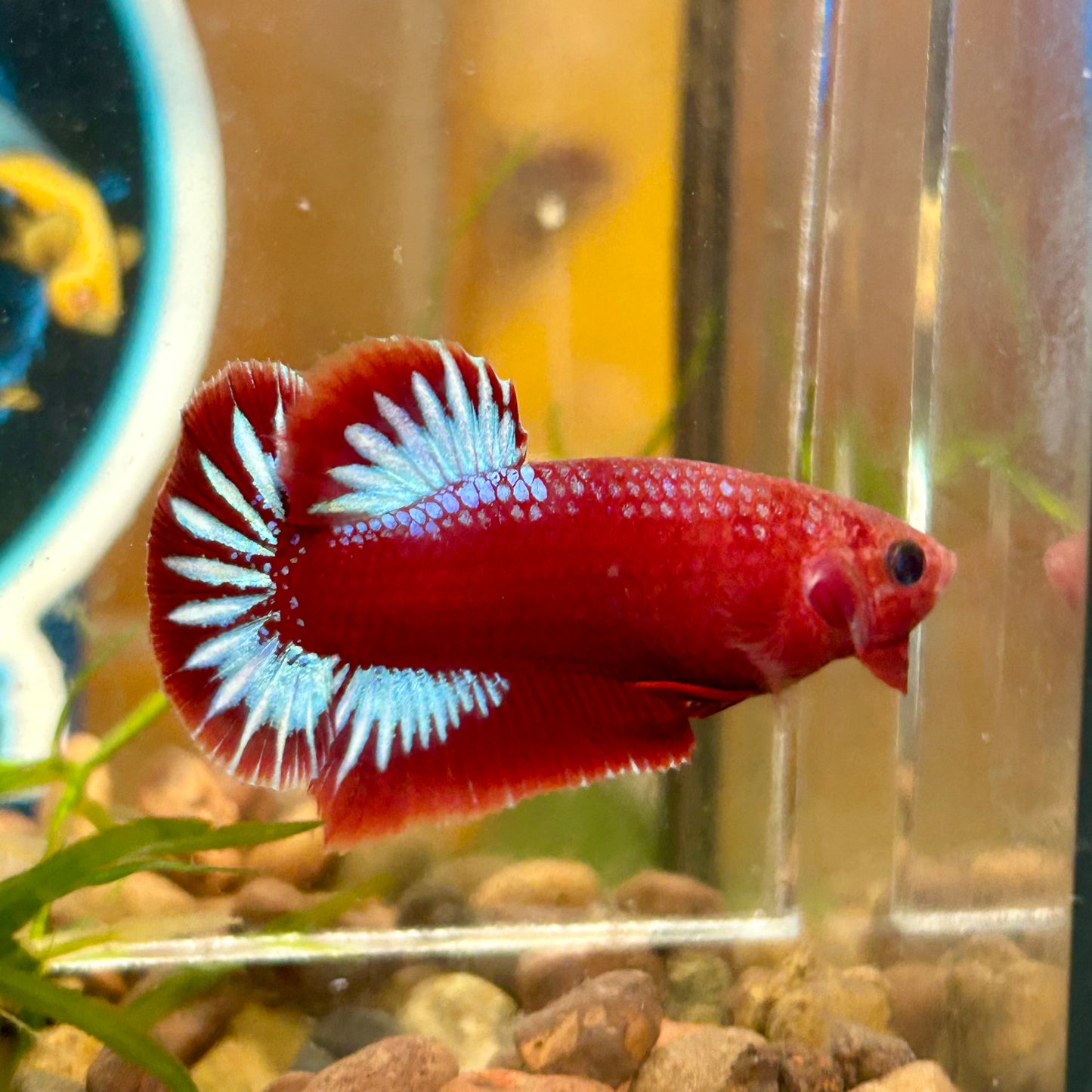 Red Fancy Hellboy Plakat - Male Betta 058