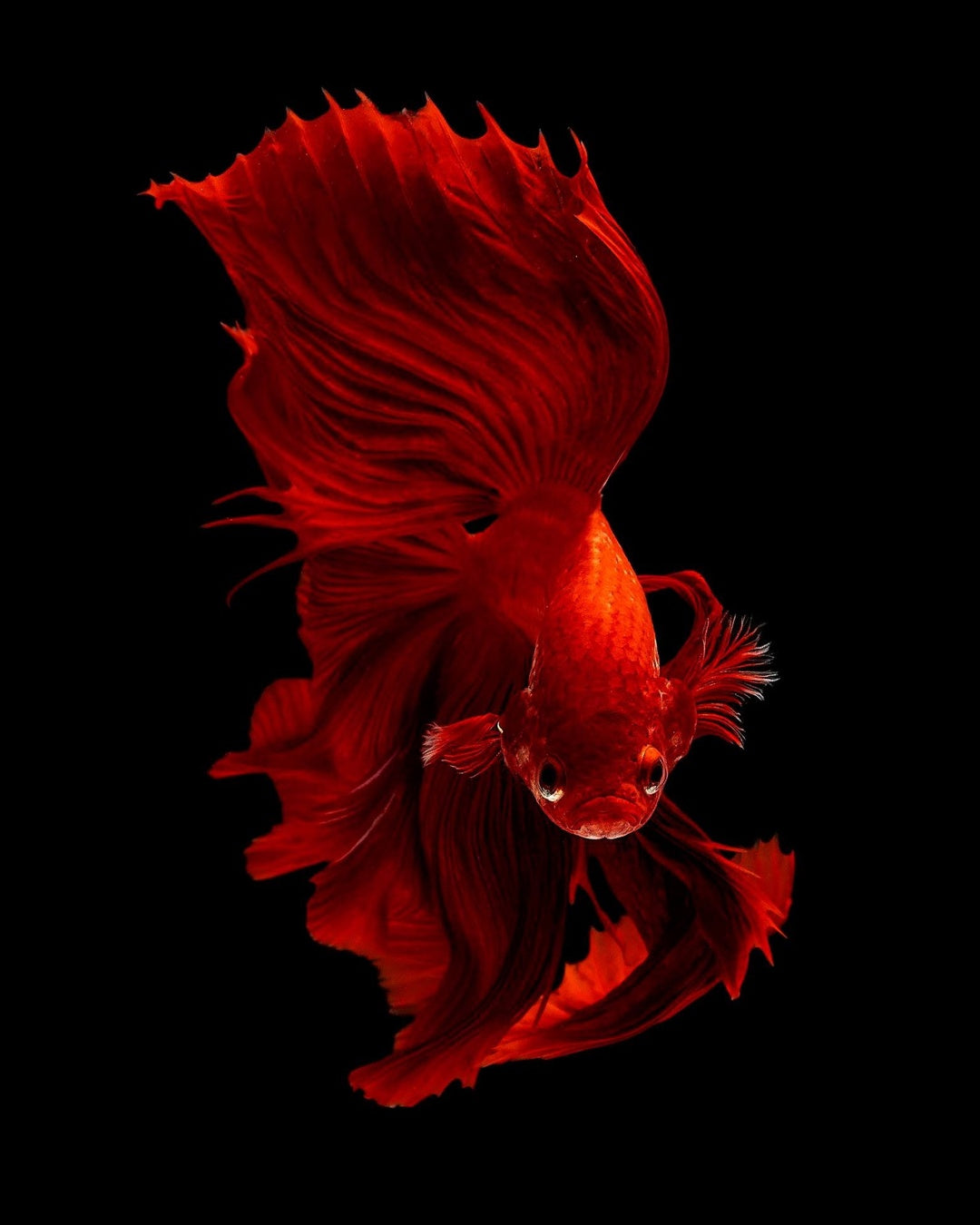 Colorful betta fish for wholesale availability.
