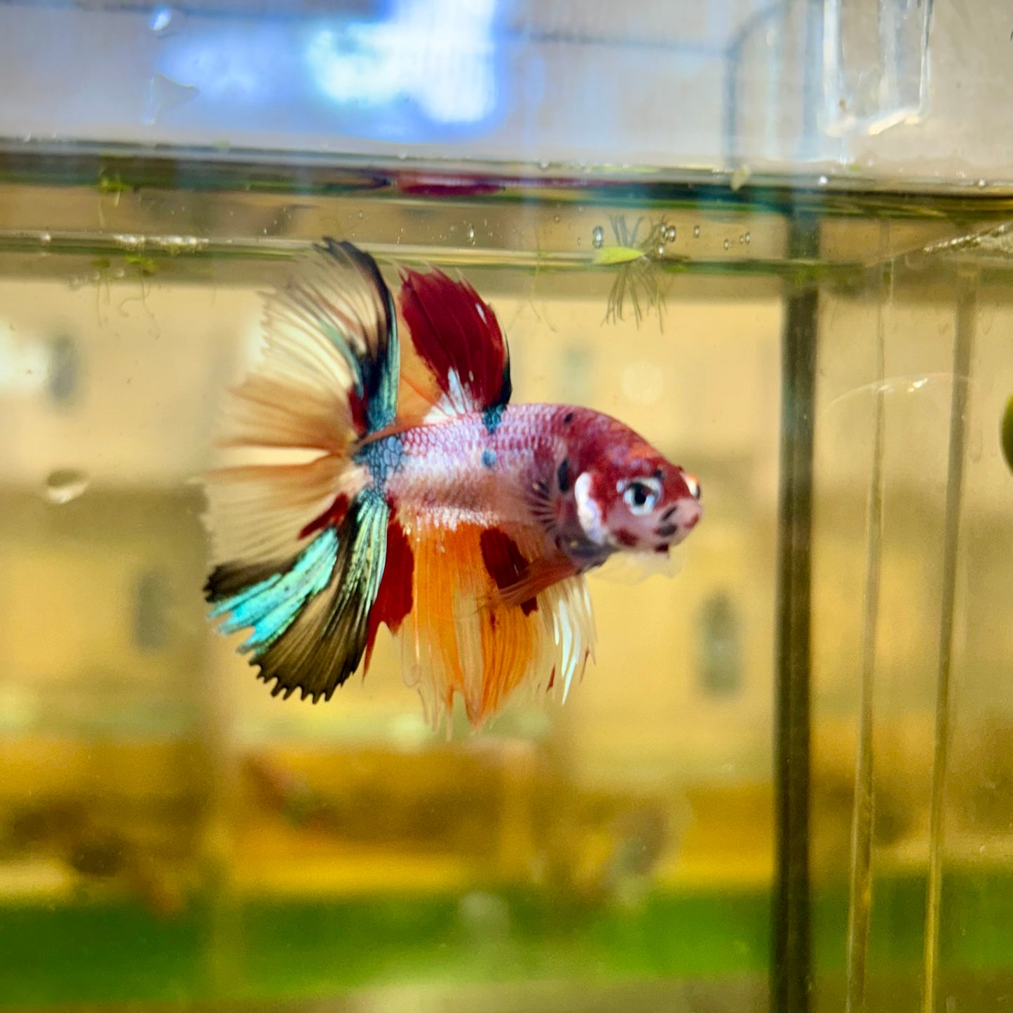 Koi Nemo Crowntail - Male Betta 125