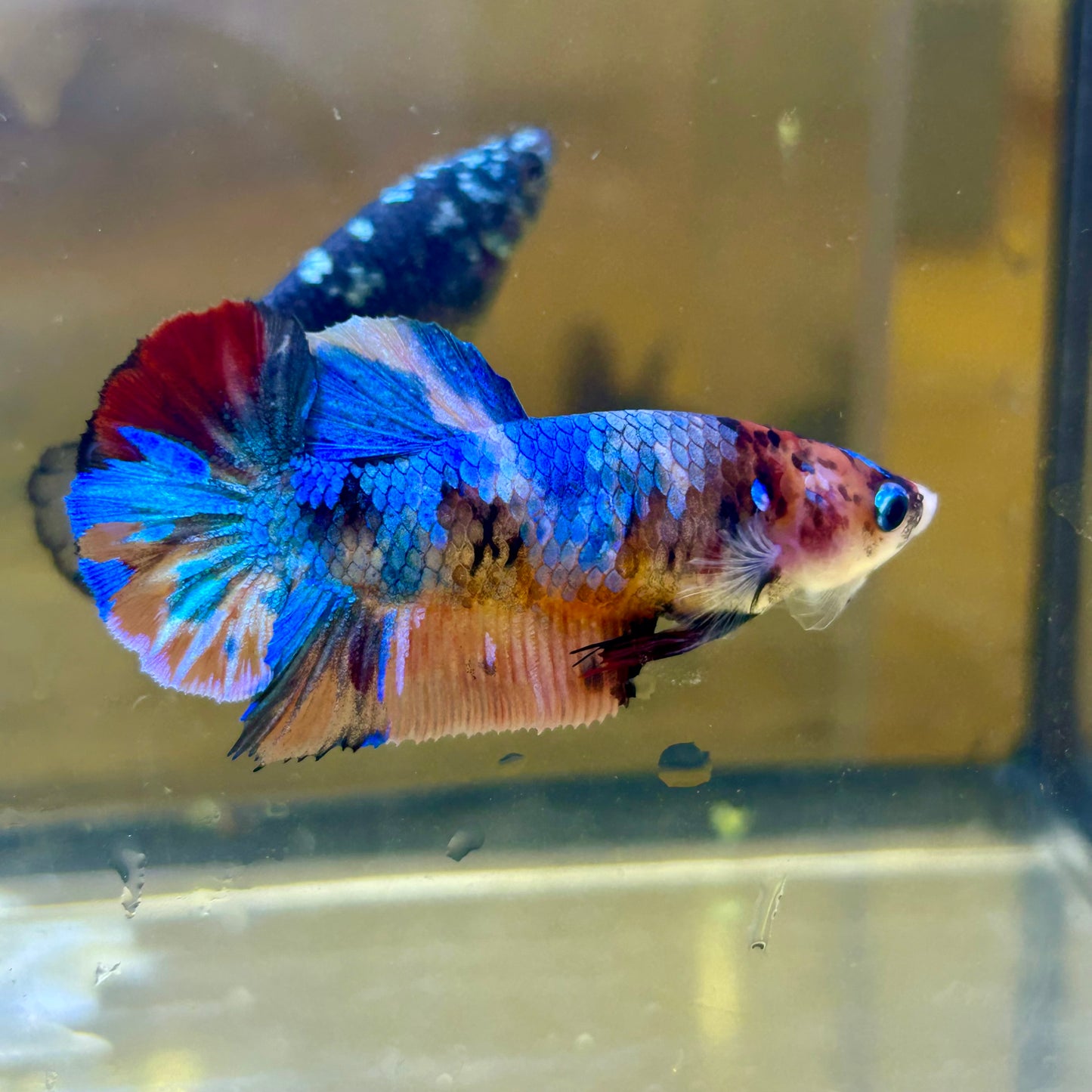 Multicolor Koi Plakat - Female Betta 099