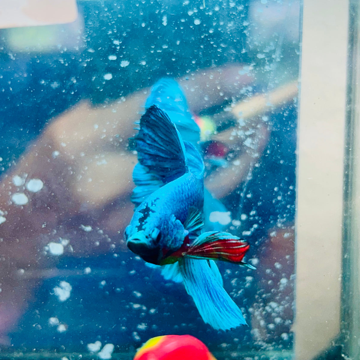 Halfmoon Green Turquoise - Male Betta #31