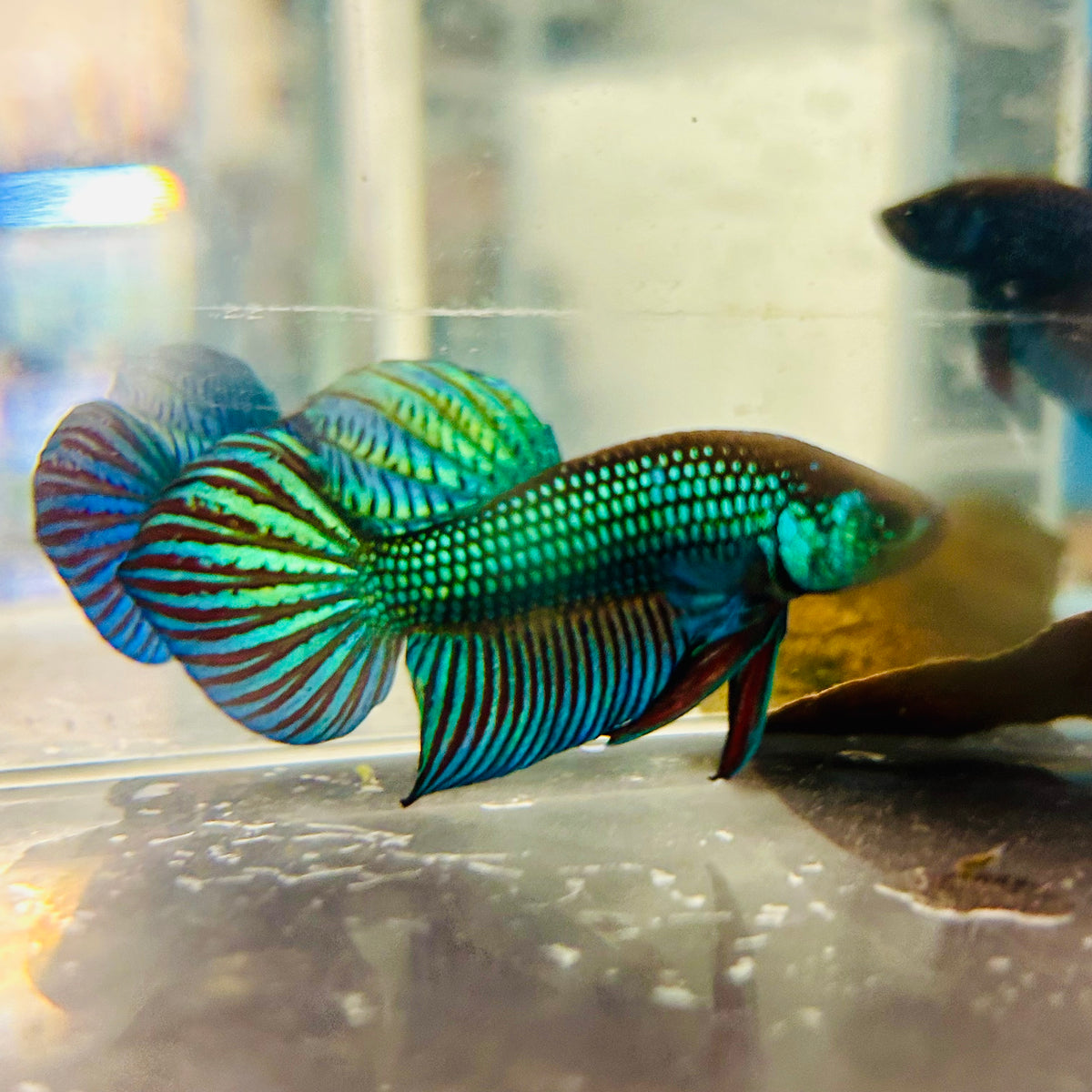Wild Mahachai Green Male Betta Fish #079