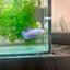 Betta Female Plakat Purple Pink #109