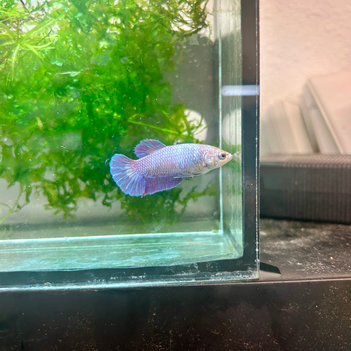 Betta Female Plakat Purple Pink #109