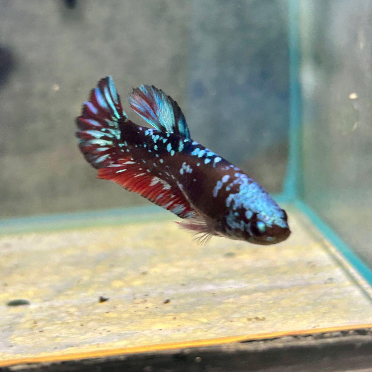 Nebula Avarta Plakat - Female Betta 040