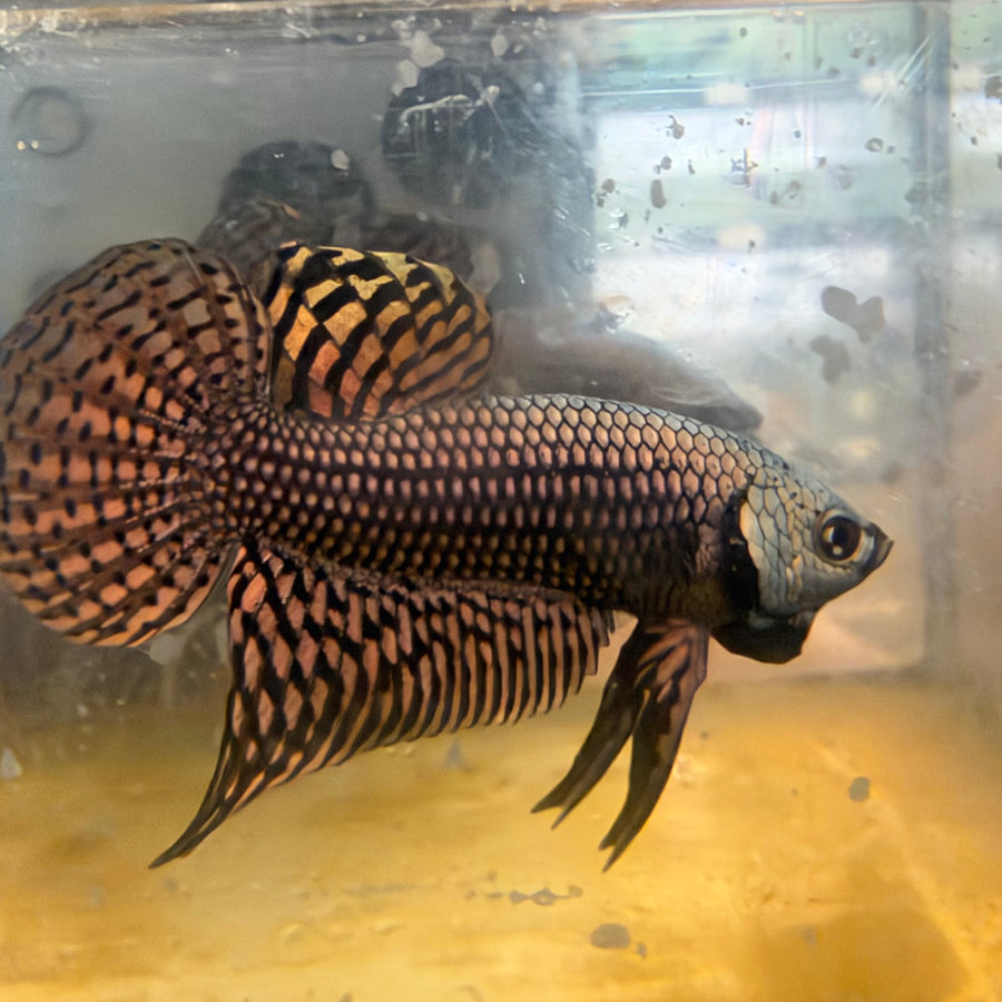 Alien Copper Wild Hybrid Male Betta #188