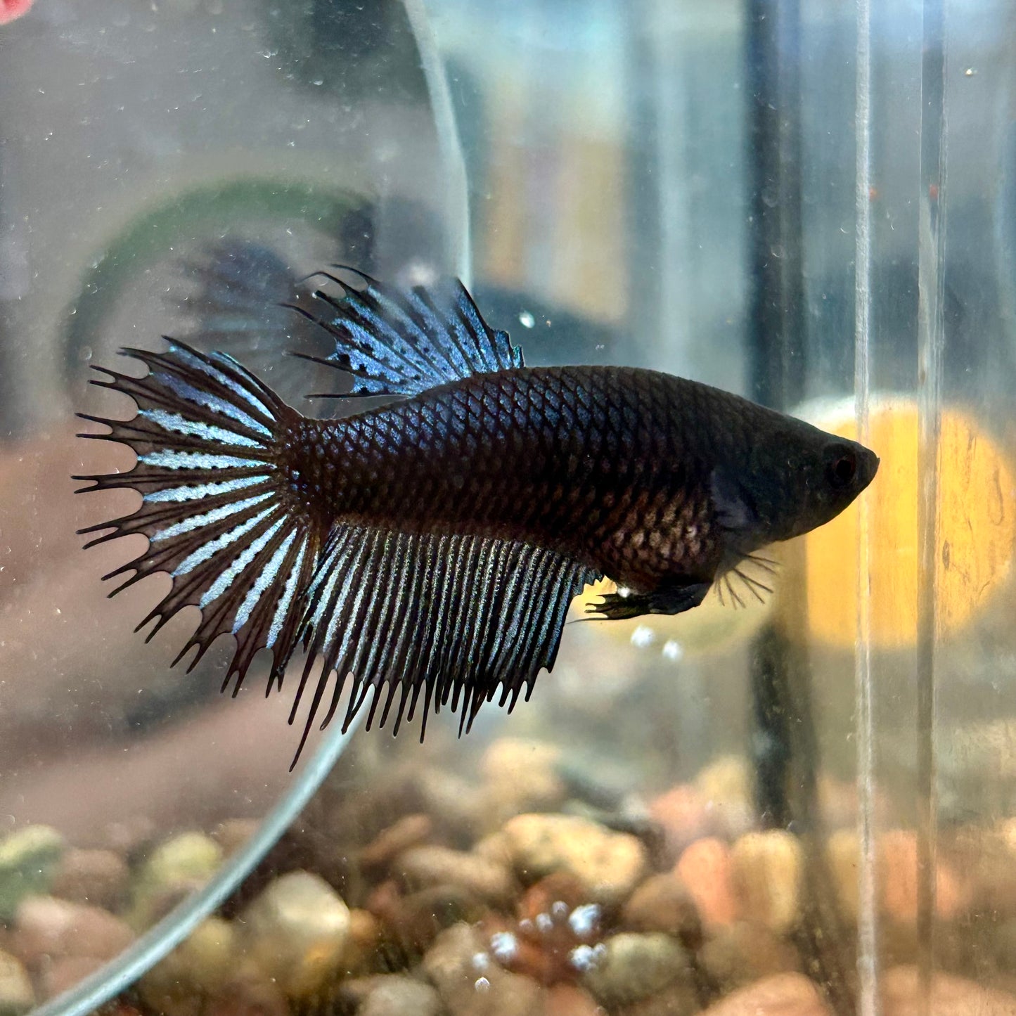 Black Orchid King Crowntail - Female betta 095 Breeder Grade